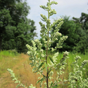 [231] Armoise vulgaire (Artemisia vulgaris)