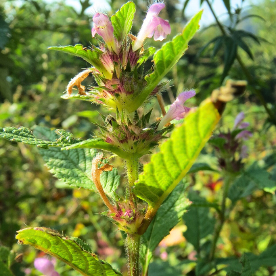 Common hemp-nettle (Galeopsis tetrahit)