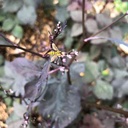 [128-1] Purple Mitsuba (Cryptotaenia japonica f. atropurpurea)