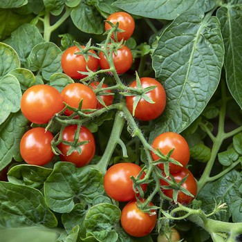 Tomate micro-naine Birdie Rouge (Solanum lycopersicum)