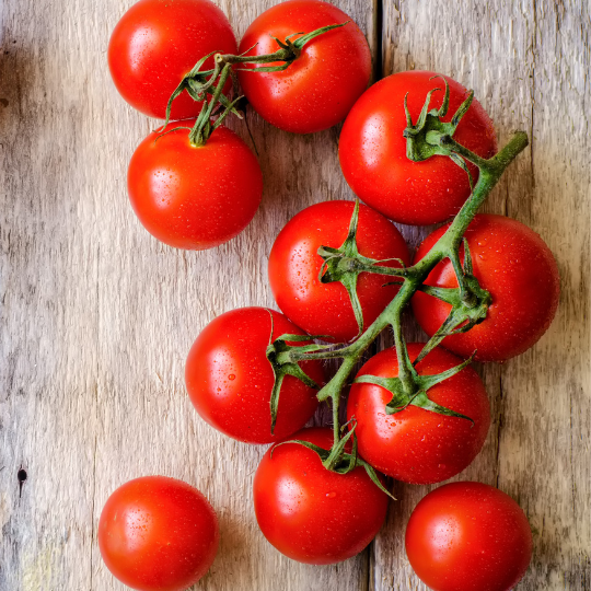 Red Birdie Dwarf Tomato (Solanum lycopersicum)