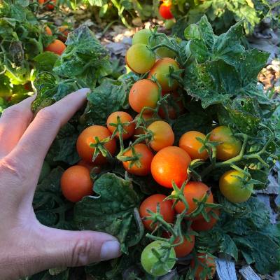 Tomate micro-naine Moment (Solanum lycopersicum) 