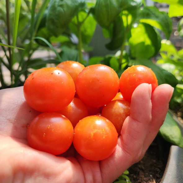 Tomate micro-naine Window Box Red (Solanum lycopersicum)