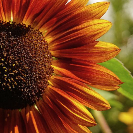 Tournesol Velvet Queen (Helianthus annuus)