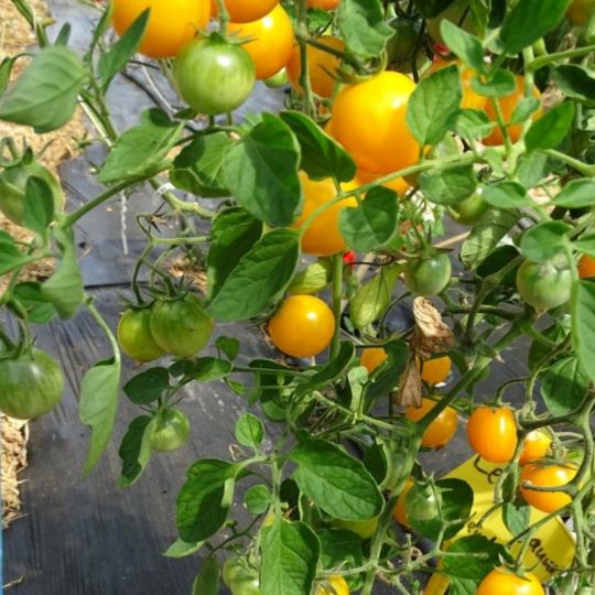 Gold Nugget Cherry Tomato (Solanum lycopersicum)