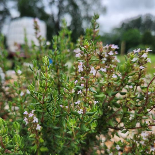 Thym d'hiver (Thymus vulgaris)