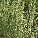 [345] Thym d'hiver (Thymus vulgaris)