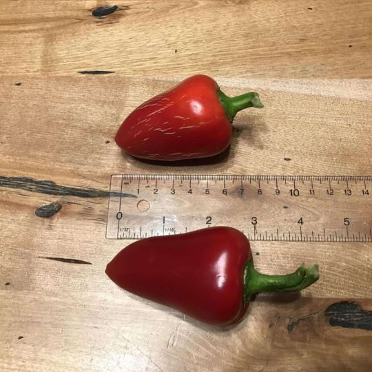 Paprika pepper my little heart (Capsicum annuum)