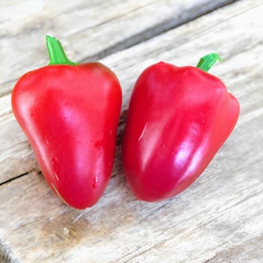 Piment Paprika mon petit coeur (Capsicum annuum) 