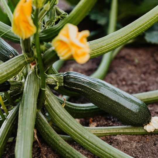 Zucchini Black Beauty