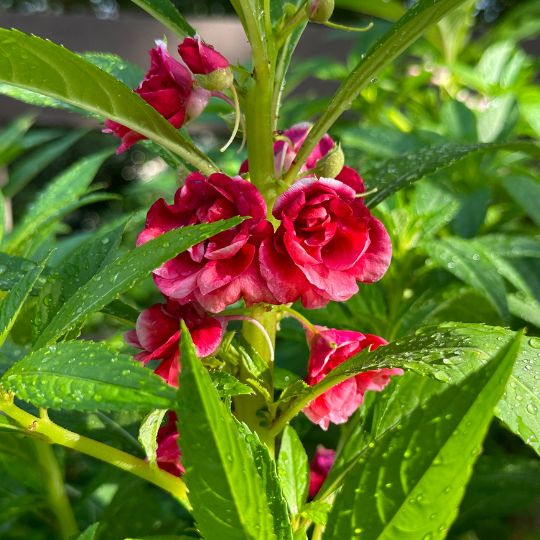 Balsamine (Impatiens balsamina)