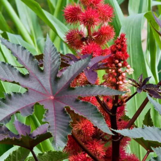 Castor Bean Plant (Ricinus communis)