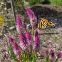 [358] Celosia Flamingo Feather (Celosia argentea spicata)