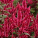 [179] Celosia ''Asian Garden'' (Celosia argentea var. Cristata)