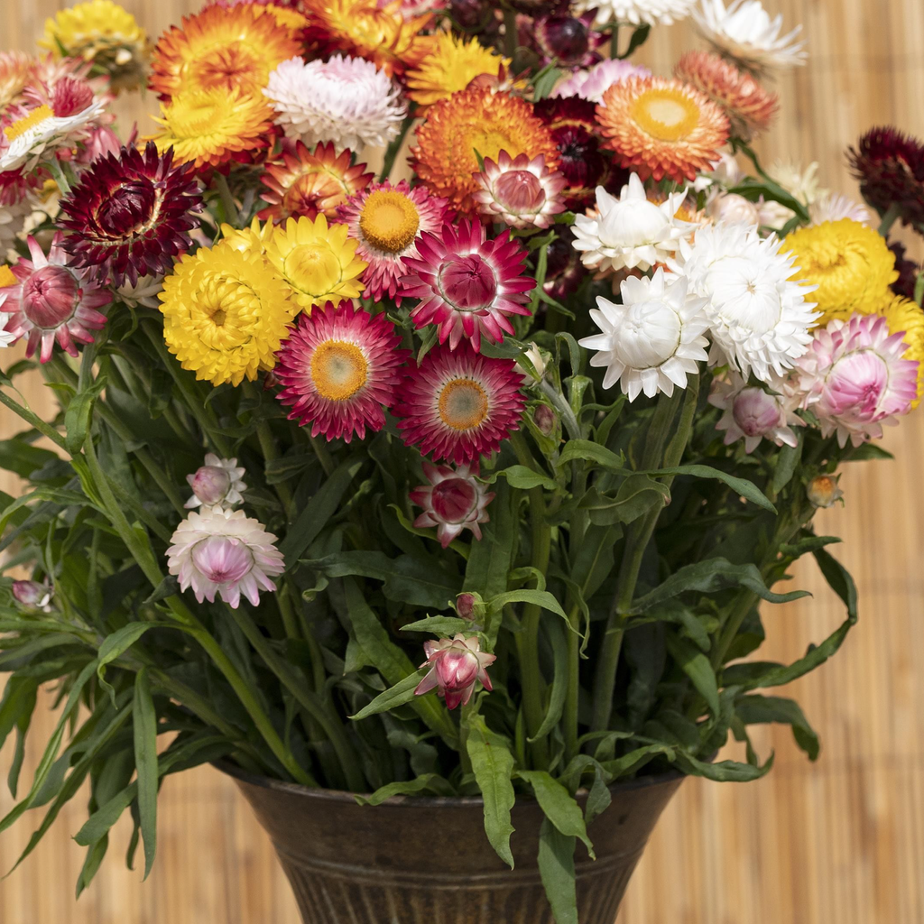 Immortelle mixte (Helichrysum bracteatum)