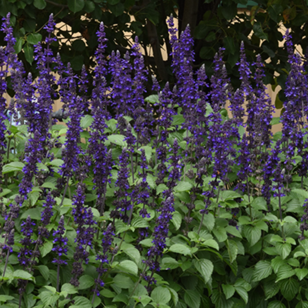Salvia ''Victoria blue''(Salvia farinacea)
