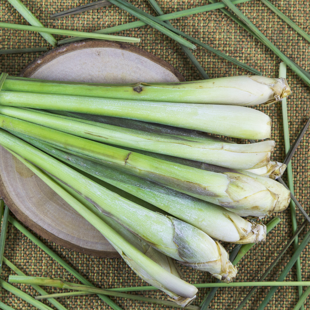 Citronnelle (Cymbopogon citratus)