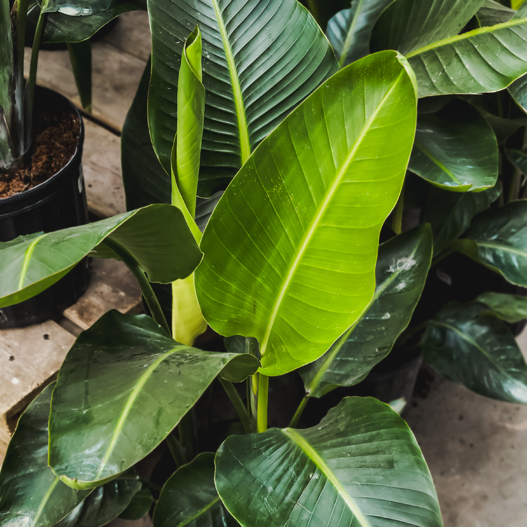 Oiseau du paradis (Strelitzia nicolai)