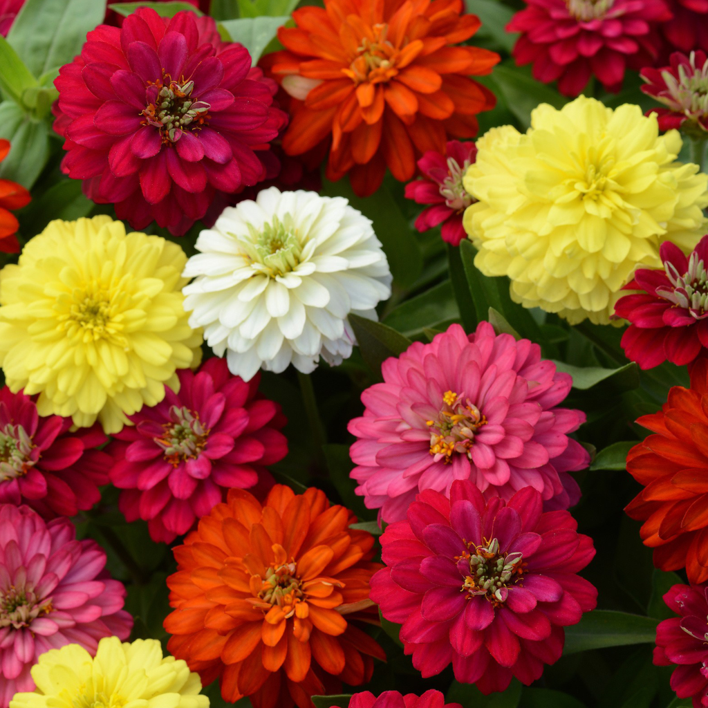 Zinnia ''Come and Cut Again'' mix (Zinnia Elegans)