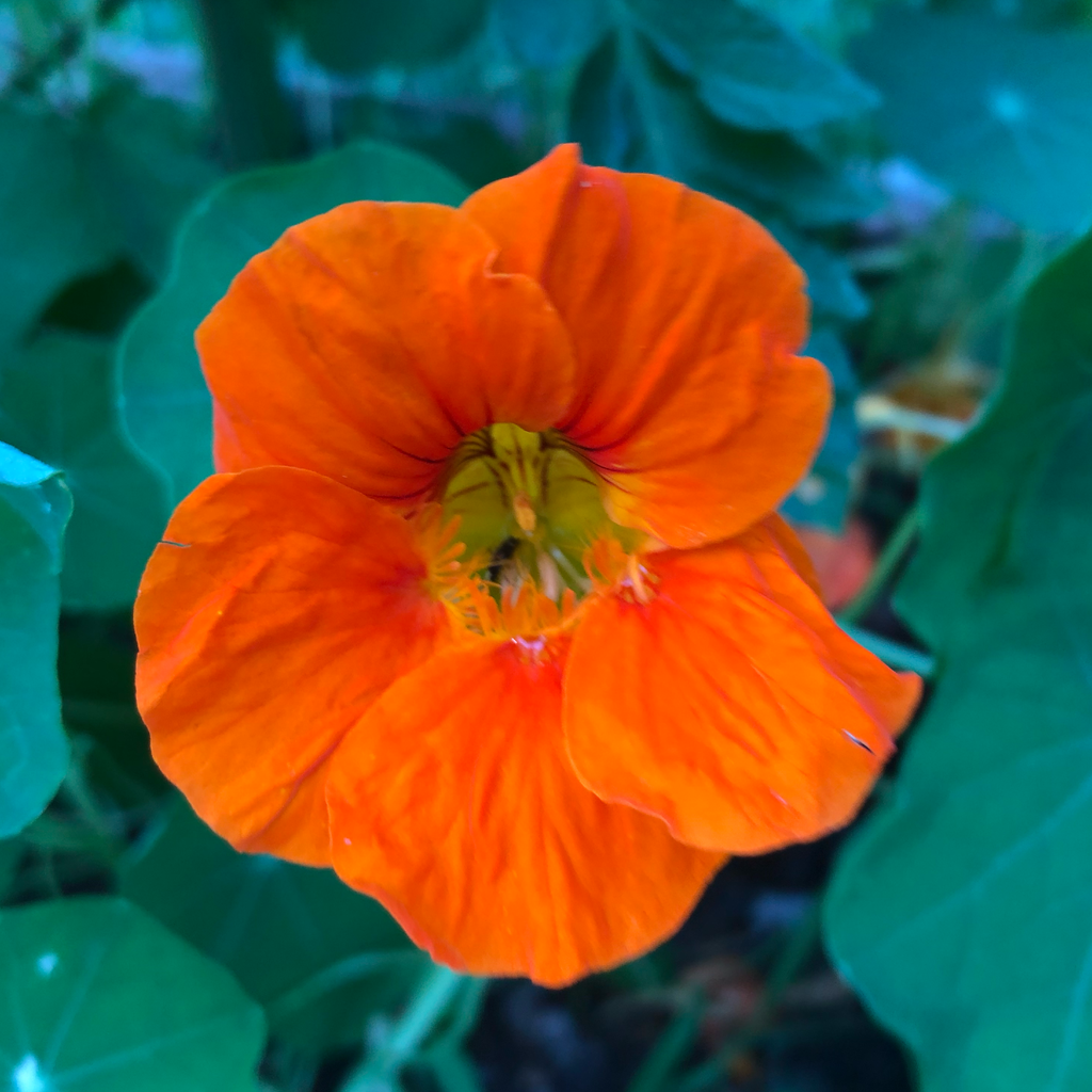 Nasturtium (Nasturtium)