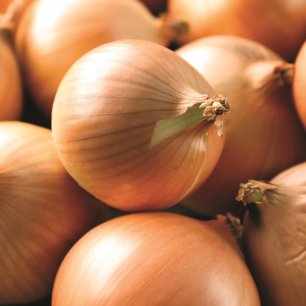 Spanish Onion (Allium Cepa)
