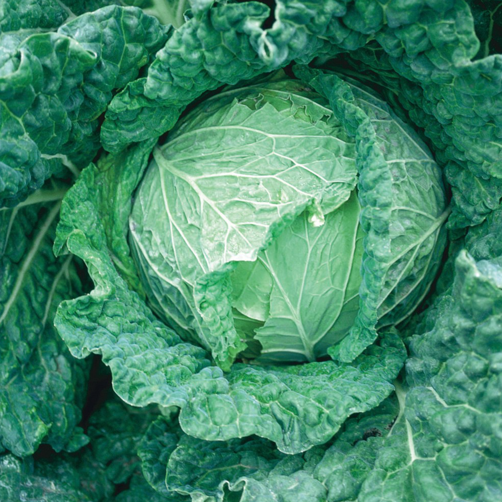 Chou de Savoie (Brassica Oleracea var. Sabauda)