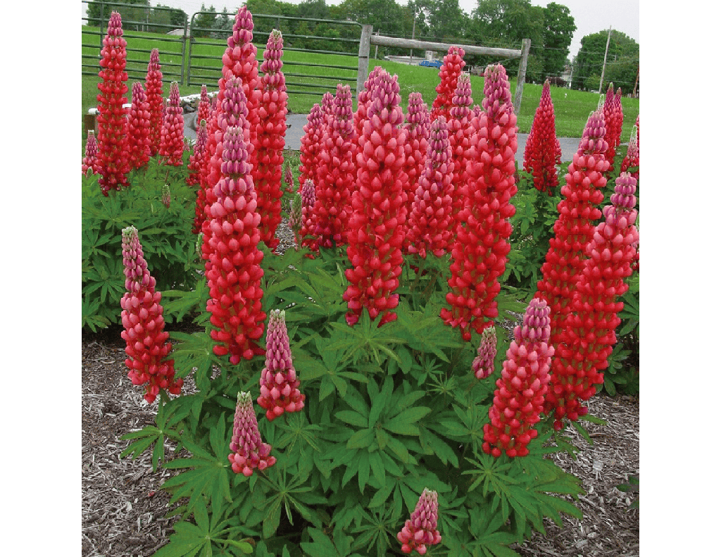 Pink lupine (Lupinus sp.)