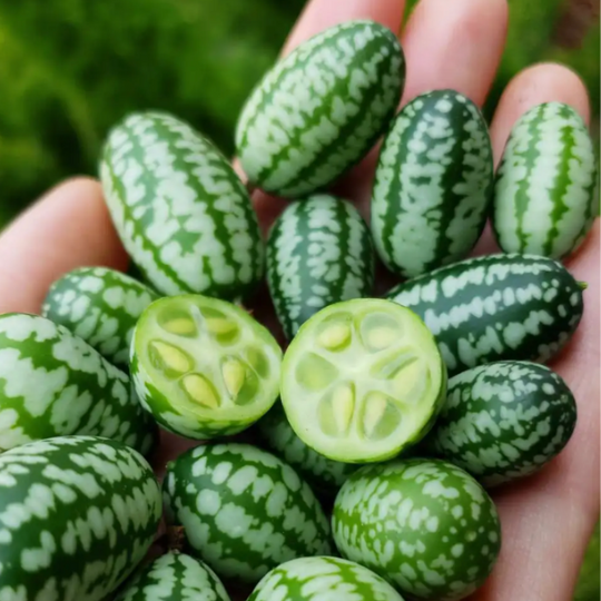 Concombre Cucamelon (Melothria scabra)﻿