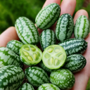 Cucamelon Cucumber (Melothria scabra)
