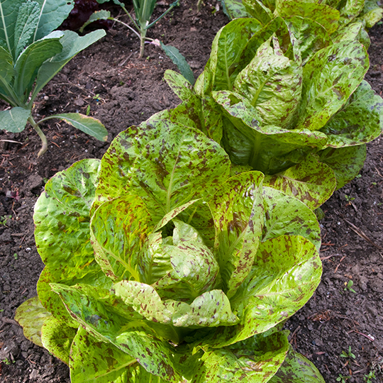 Forellenschluss lettuce (Lactuca sativa var, longifolia)