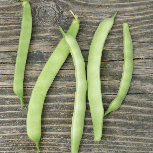 Haricot grimpant Kahnawake Mohawk (Phaseolus vulgaris)