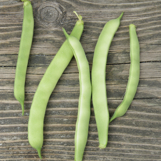 Kahnawake Mohawk Bean (Phaseolus vulgaris)