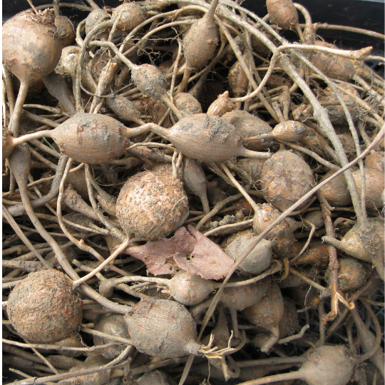 Apios americana (Rosary Potato) (Apios americana)