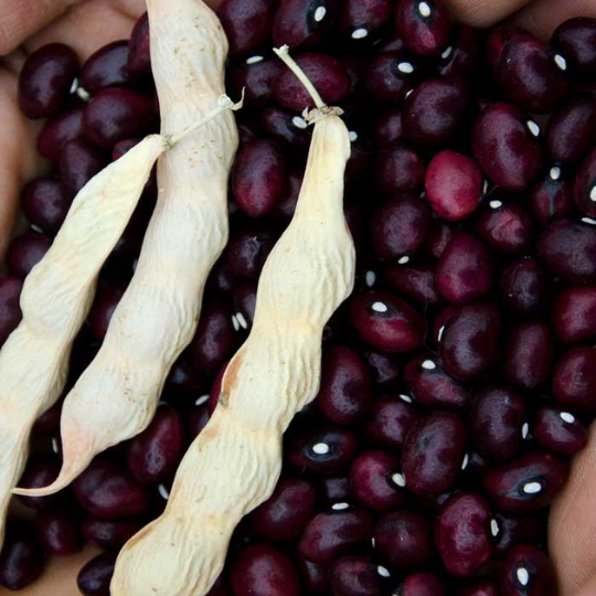 True Red Cranberry Pole bean (Phaseolus vulgaris)