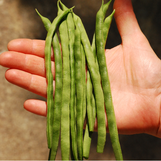 Mennonite Pole Bean (Phaseolus vulgaris)