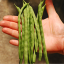Mennonite bean (Phaseolus vulgaris 'Mennonite')