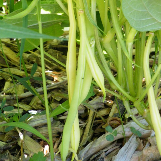 Haricot Beurre de Rocquencourt (Phaseolus vulgaris var. nana)