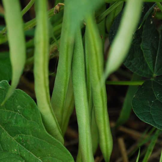 Apache Bush Bean (Phaseolus vulgaris)