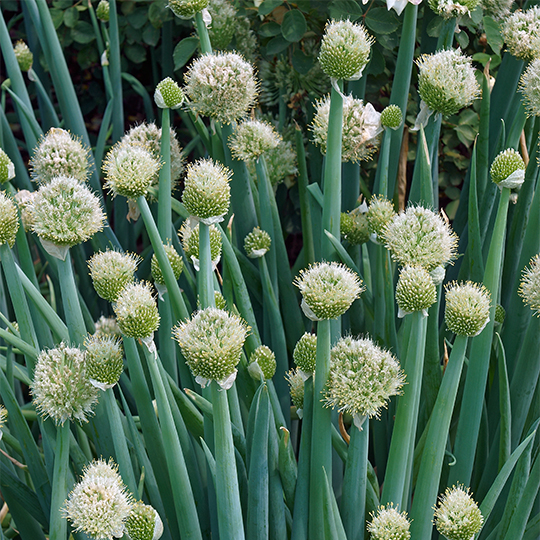 Perennial Onion (Allium cepa)