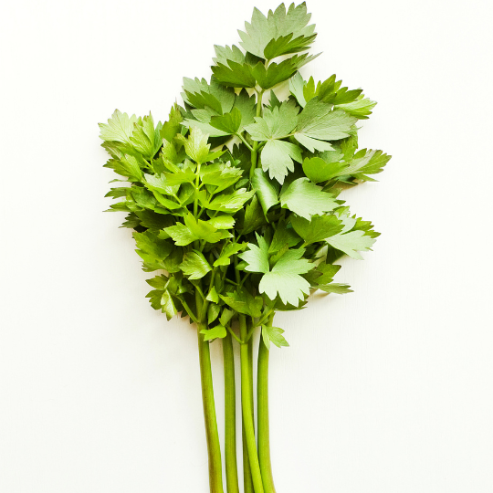 Lovage (Levisticum officinalis)