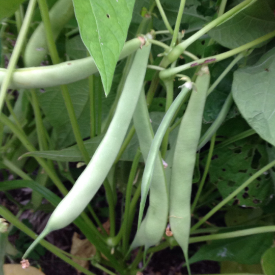 Boucher Family Bean (Phaseolus vulgaris)