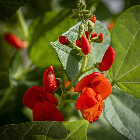 Scarlet runner Pole Bean (Phaseolus coccineus)