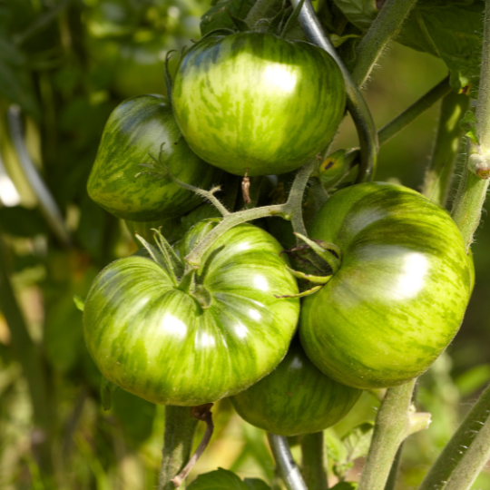 Tomate Green Zebra  (Solanum lycopersicum 'Green Zebra')