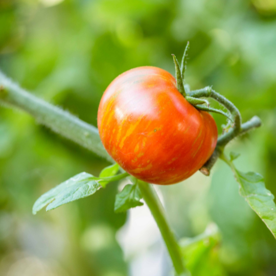 Red Zebra Tomato (Solanum lycopersicum 'Red Zebra')