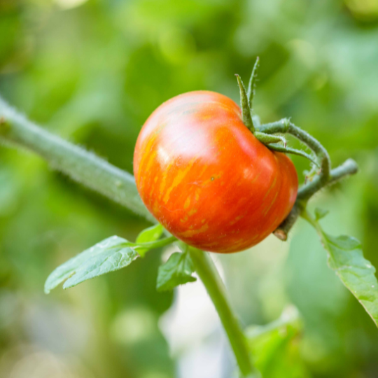 Tomate Red Zebra  (Solanum lycopersicum)