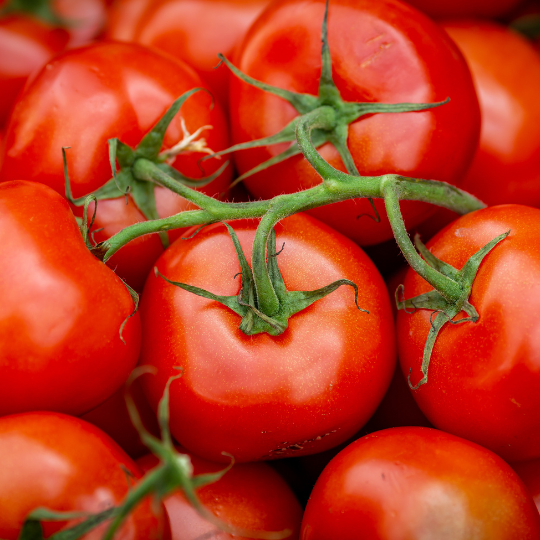 Tomate Plourde  (Solanum lycopersicum 'Plourde')