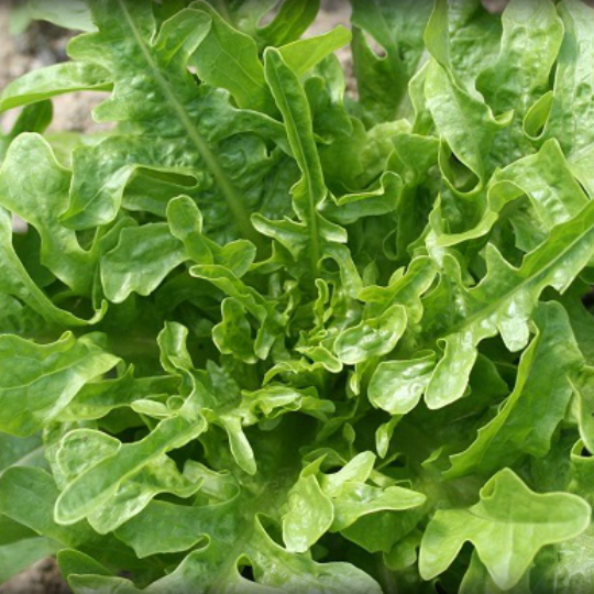 Laitue cressonnette marocaine (Lactusa sativa)