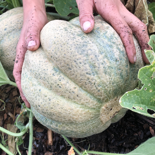 Melon de Montréal (Cucumis melo)﻿