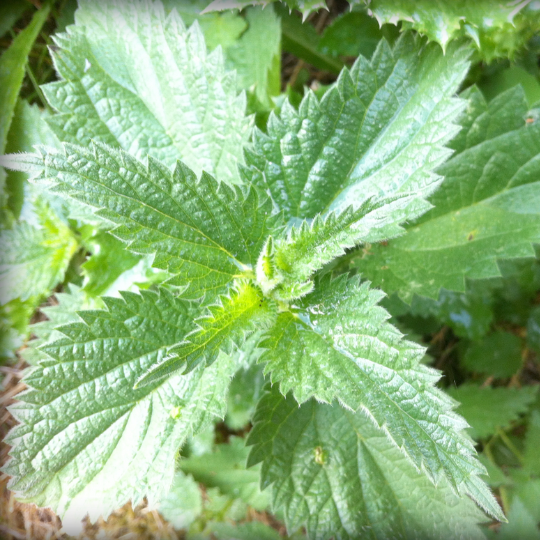 Nettle (Urtica dioica)