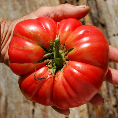 Tomate Mémé de Beauce (Solanum lycopersicum)